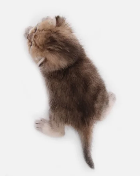 British Shorthair Bri Black Golden Ticked Kitten White Background — Stock Photo, Image