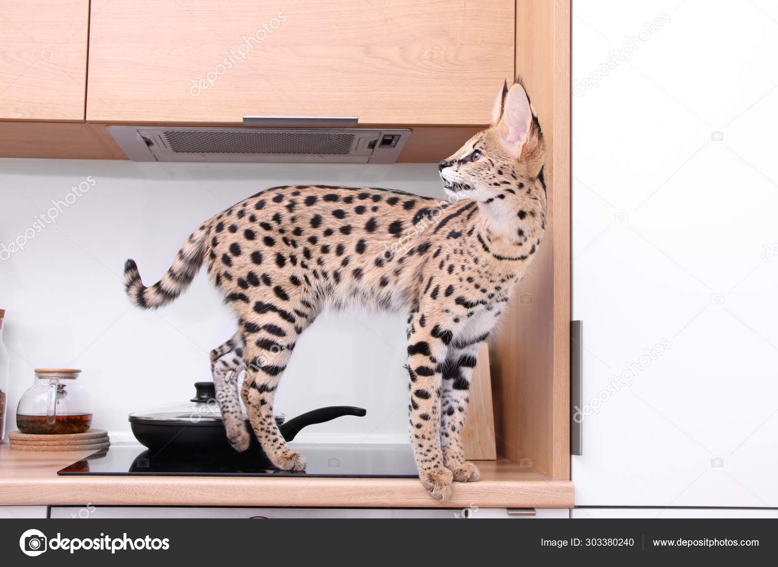 leptailurus serval kitten