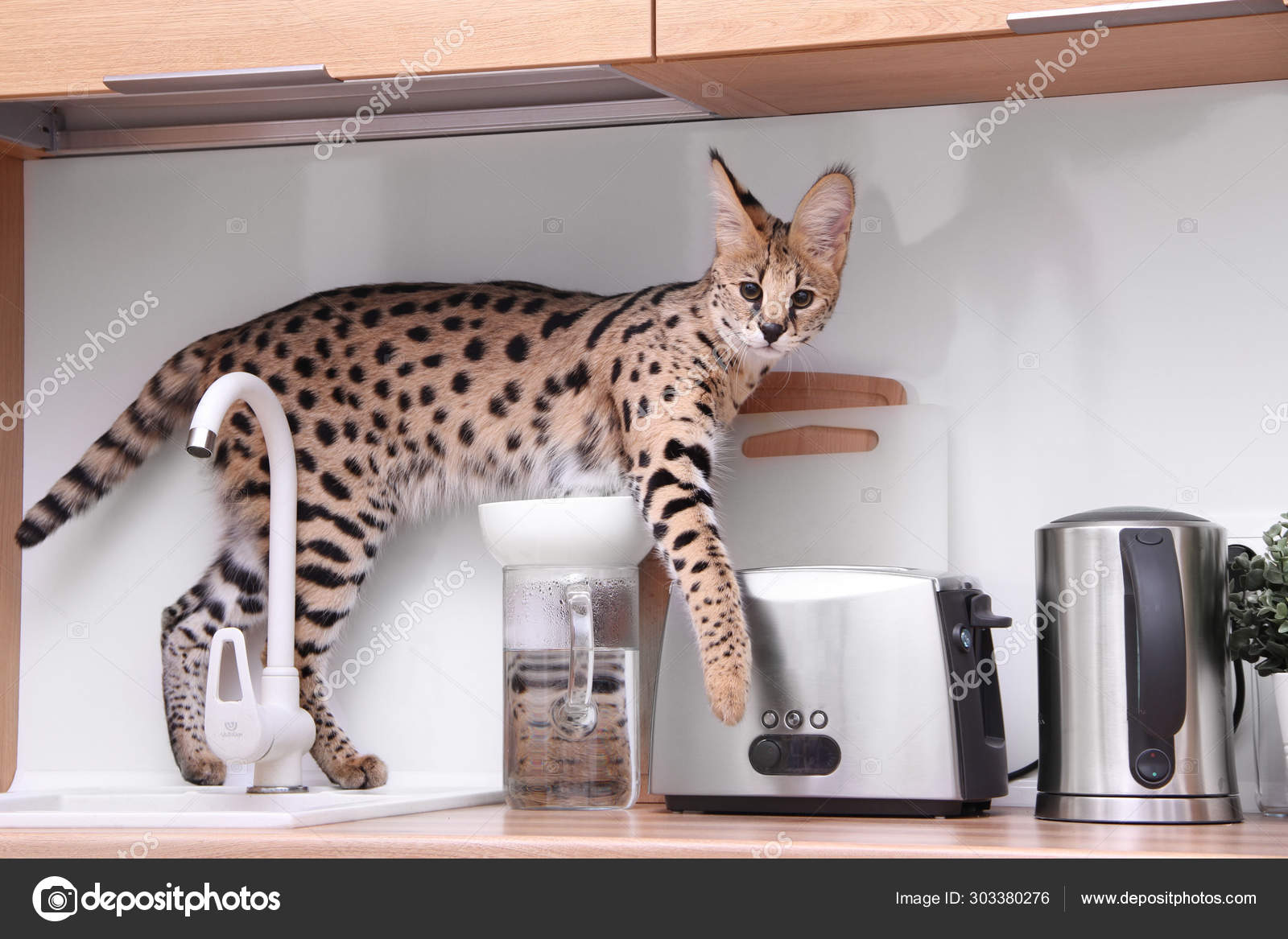 leptailurus serval kitten