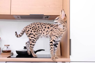 Evde evcil kedi Serval Ashera Savannah dairede (Leptailurus serval) evcil serval kedi