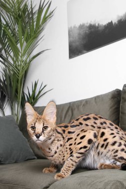 Evde evcil kedi Serval Ashera Savannah dairede (Leptailurus serval) evcil serval kedi