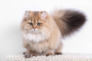 İngiliz Longhair Blh siyah altın ny 25 altın chinchilla kedi işaretli