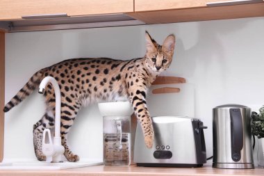 Evde evcil kedi Serval Ashera Savannah dairede (Leptailurus serval) evcil serval kedi
