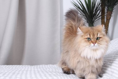 İngiliz Longhair Blh siyah altın ny 25 altın chinchilla kedi işaretli