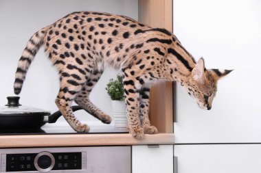 Evde evcil kedi Serval Ashera Savannah dairede (Leptailurus serval) evcil serval kedi