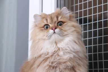 İngiliz Longhair Blh siyah altın ny 25 altın chinchilla kedi ve kediler için net işaretli