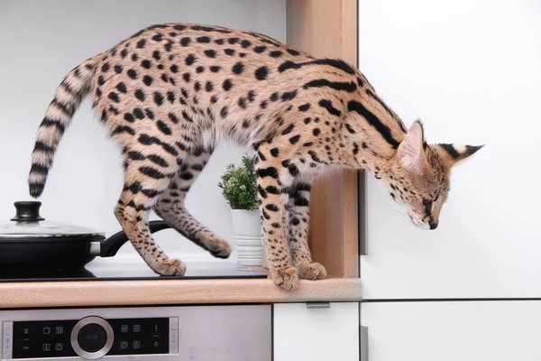 Domesticated Kitten Serval Ashera Savannah Apartment Leptailurus Serval Pet Serval — Stock Photo, Image