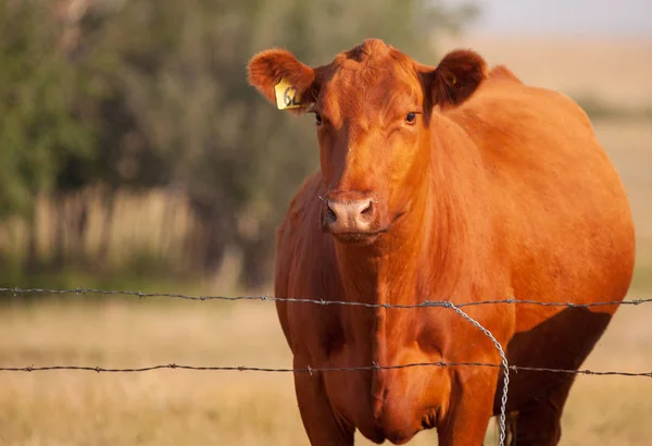 Lone Cow Standing Fence — Stock Photo, Image