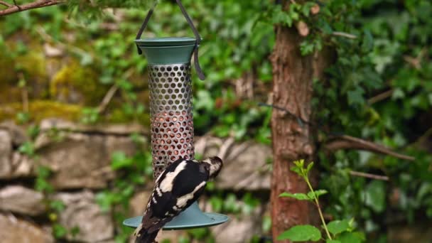 Άρρεν Μεγάλη Spotted Woodpecker Σίτιση Φιστίκια Έναν Τροφοδότη Πουλιών Στον — Αρχείο Βίντεο