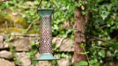 Blue Tits feeding on peanuts on a garden bird feeder.