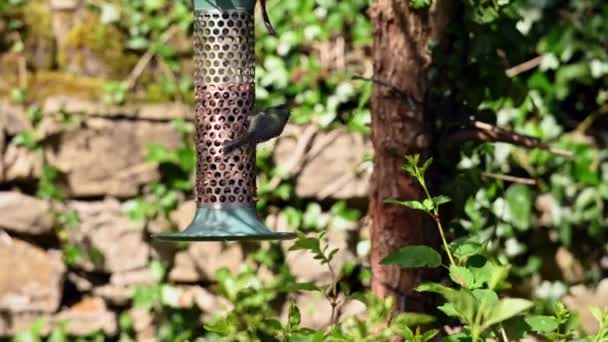 Blue Tit Feeding Peanuts Garden Bird Feeder Removes Nut Flies — Stock Video