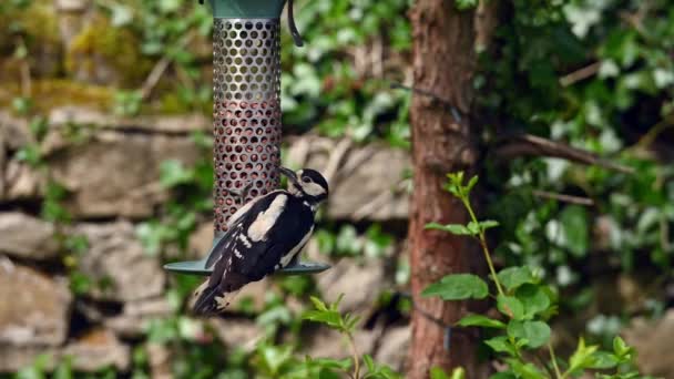 Pic Tacheté Mâle Nourrissant Arachides Fond Une Mangeoire Oiseaux Jardin — Video