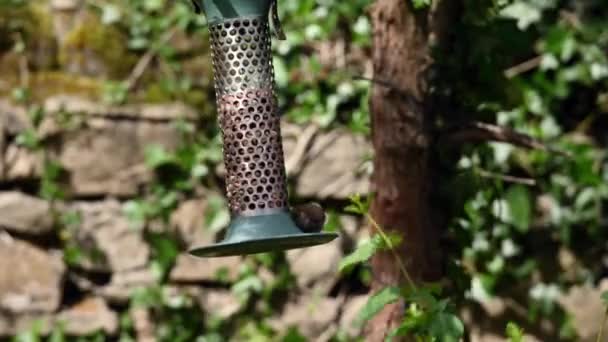 Nuthatch Rouba Amendoim Alimentador Pássaros Jardim Voa Para Longe — Vídeo de Stock