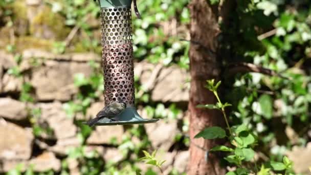 Blue Tits Tree Sparrow Take Turns Feed Peanuts Garden Bird — Stock video