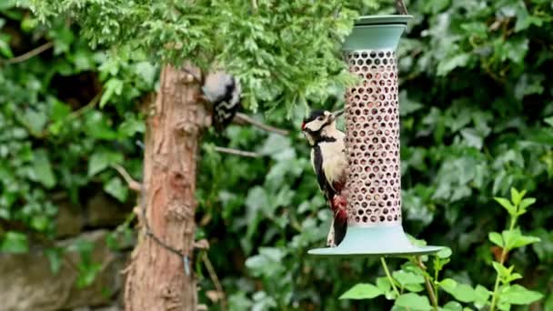 Grand Pic Tacheté Mâle Prend Une Arachide Une Mangeoire Oiseaux — Video