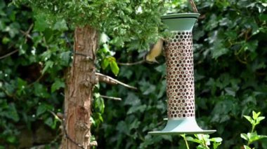 Bahçedeki kuş yemliğinde fıstıkla beslenen iyi pişmiş bir Nuthatch. Kuş bir fıstık alır ve uçar gider..