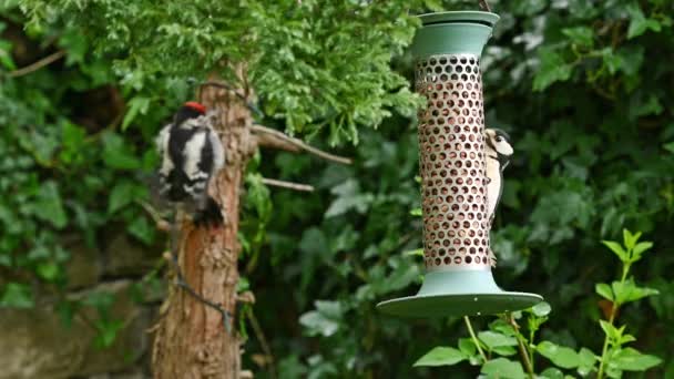 Female Great Spotted Woodpecker Feeding Peanuts Garden Bird Feeder Pic — Video