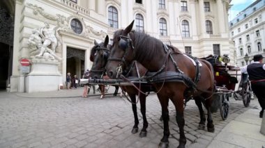 Viyana - 11 Temmuz 2019: Hofburg, Viyana, Avusturya 'nın önünde turistler için bir gezi arabası çekmek için bekleyen atların yakınları