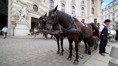 Vienna - 11 Temmuz 2019: Hofburg binası ve turistleri açığa çıkarmak için at ve at arabasının yakınından nefes nefese ateş edildi.