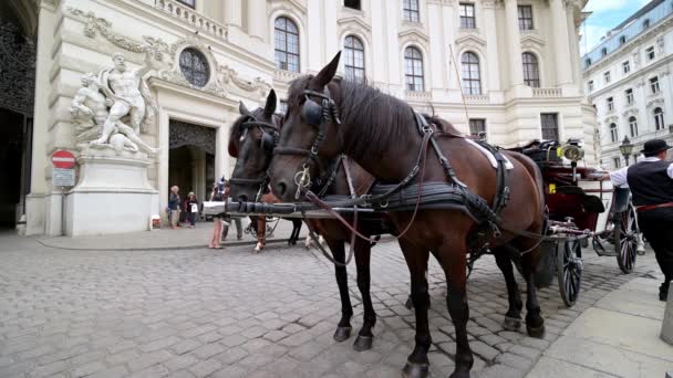 Vienna Juli 2019 Sluiten Van Paarden Wachten Een Sightseeing Vervoer — Stockvideo