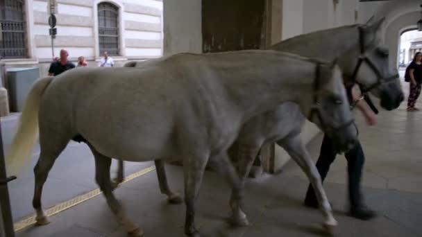 ウィーン 2019年7月11日 オーストリア ウィーンのStallburgビルにあるスペイン乗馬学校で使用されている馬 — ストック動画