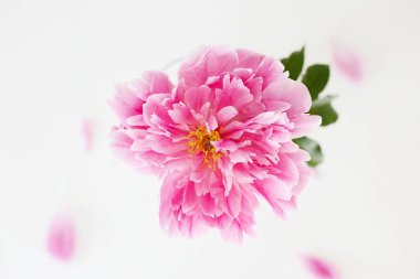 Taze şakayık çiçeği. Güzel Pembe Çiçek natürmort. renk Arkaplanı