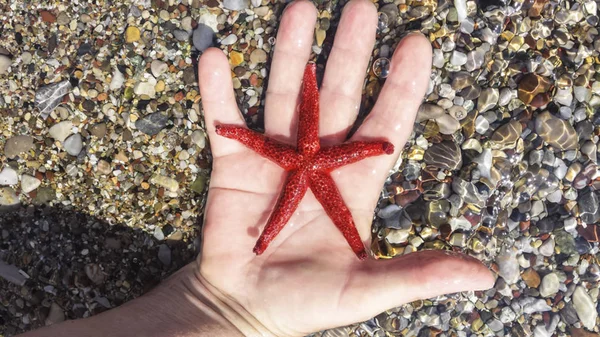 insan bir yandan deniz su üstünde kırmızı bir deniz yıldızı