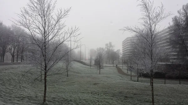bir amsterdam parkta sisli bir dondurucu sabah dondurulmuş ağaçlar ve çim