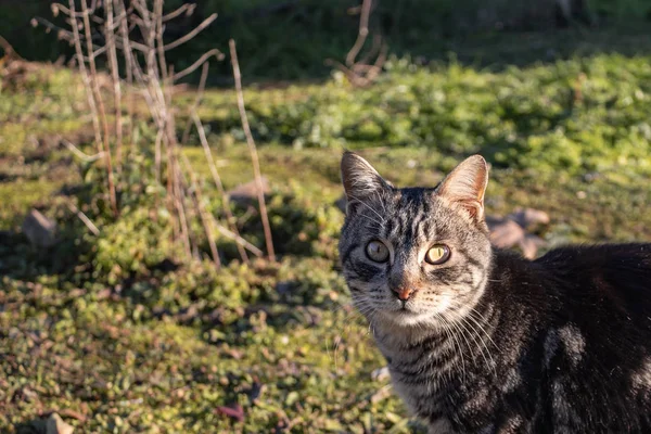 close up photo of an interested cat face in the garden with green grass background