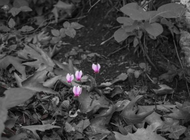 pembe Siklamen çiçek orman siyah beyaz bir arka plan ayakta
