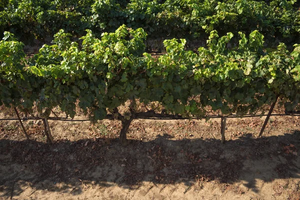 Close Photo Vineyard Row — Stock Photo, Image