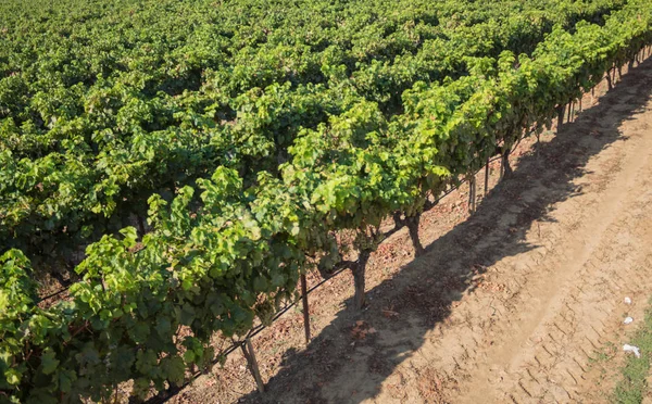 güneşli bir günde yandan görülen bağ bitkiler