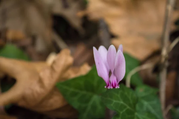 pembe bir Siklamen düşen yapraklar arasında çiçek fotoğrafı kapatın