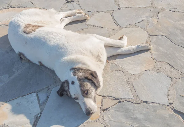 tembel kahverengi ve beyaz güneşli sıcak bir günde yere döşeme yapmak