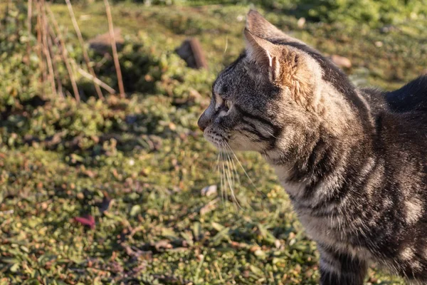 grimsi bir kedi soldaki ilgi ile seyir fotoğrafı kapatın. yan görünüm