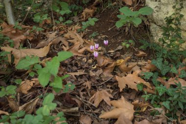 vahşi pembe çiçekleri ormanının içinde. düşen yapraklar. zemin