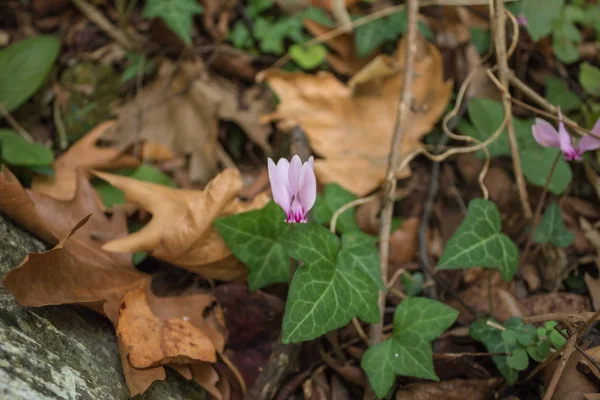 Yalnız pembe Siklamen arasında orman yerdeki yapraklar