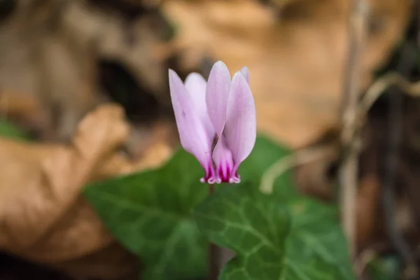 bir pembe Siklamen çiçeği bulanık arka plan görünümünü kapat