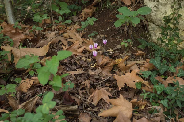 vahşi pembe çiçekleri ormanının içinde. düşen yapraklar. zemin
