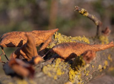 yakın yosunlu branch.moist üzerinde sarı yaprakların kadar ayrıntılı. Kış.