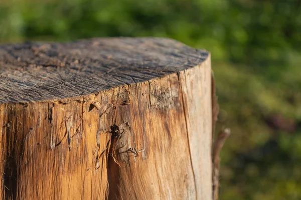 Kuru kabuk yarım görünümü Kapat doku içinde ağaç kesmek