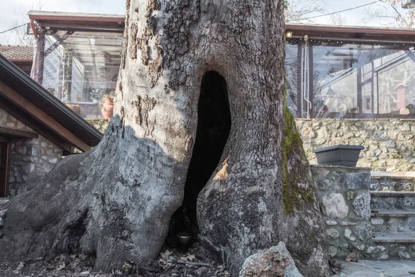 çınar ağacı kavite içi boş çınar ağacı