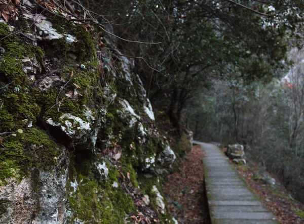 yosunlu kayalar içinde mesafe going arka plan olarak yürüyüş yolu orman