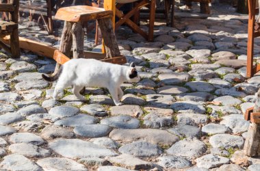 Arnavut kaldırımlı yolda yürürken hamile kedi. ahşap vintage dışkı