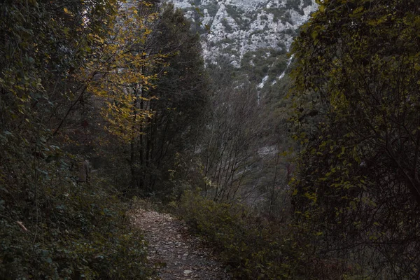 karanlık ormanda önde gelen dağ yolunda