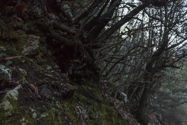 dağ sahne dark kökleri nemli yerde yosun