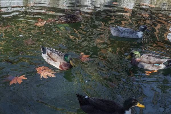 soğuk kış su düşen yapraklar arasında yüzme ördekler temizleyin