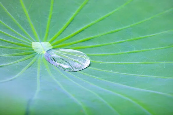 Apró Vízcseppek Lotus Leaf Háttér — Stock Fotó