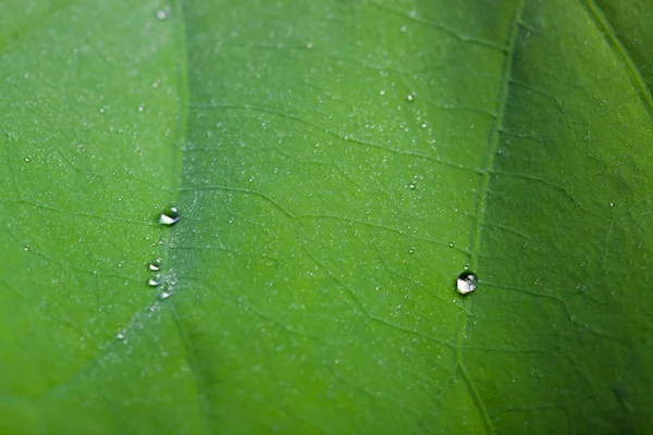 Apró Vízcseppek Lotus Leaf Háttér — Stock Fotó