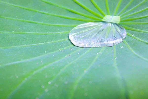 Tiny Water Droplets Lotus Leaf Background — Stock Photo, Image